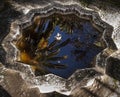 Palm tree reflected